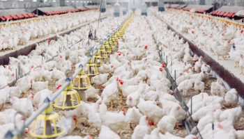 Poultry Farming Business Course